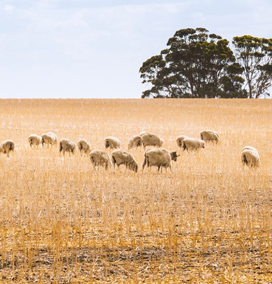 Sheep grazing stubbles-2