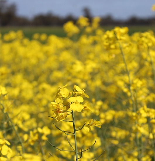 Spring newsletter 2025 canola