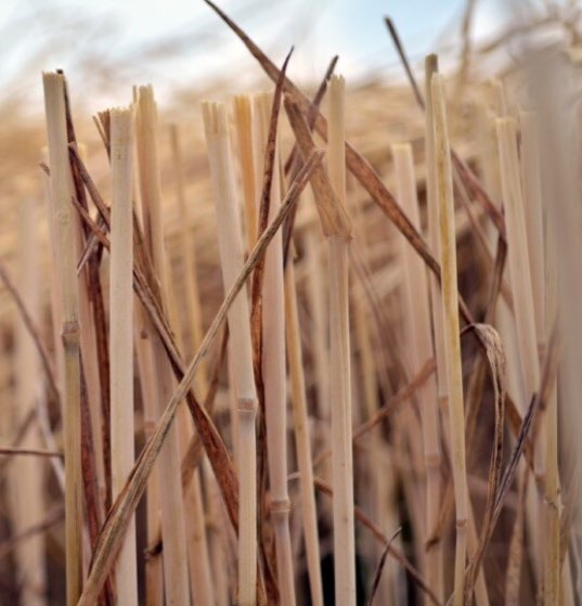 Stubble-1
