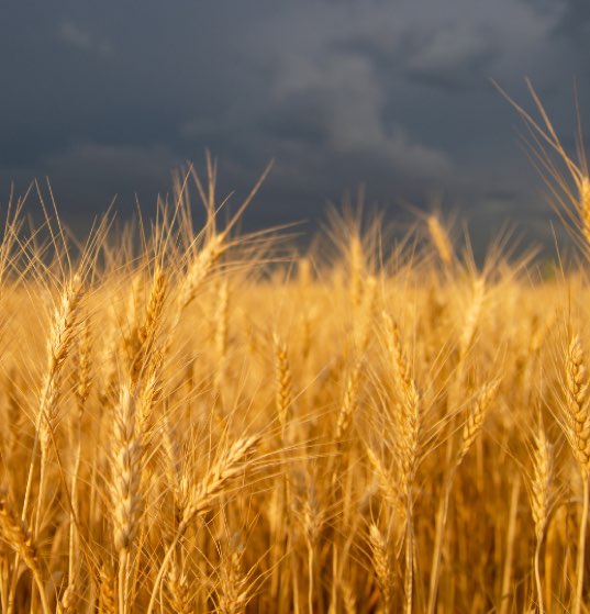 Wheat and stormy sky-1