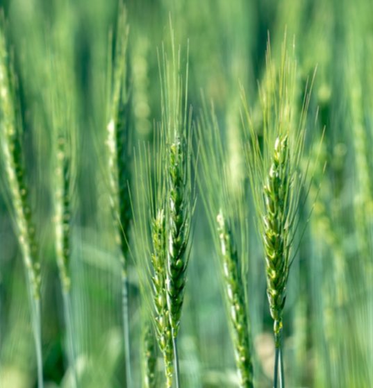 Wheat-2