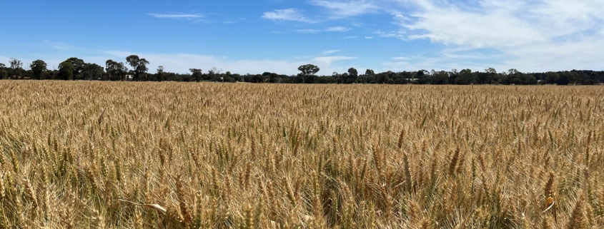 Wheat crop, Riverine Plains