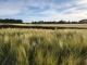 Barley in the Riverine Plains